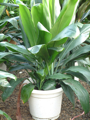 青鐵0.5-寧波綠植出租