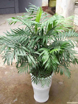 袖珍椰子0.5-寧波綠植出租
