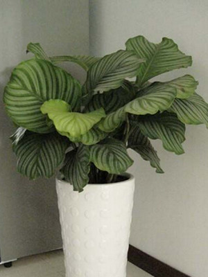 蘋果竹芋0.6-寧波綠植出租