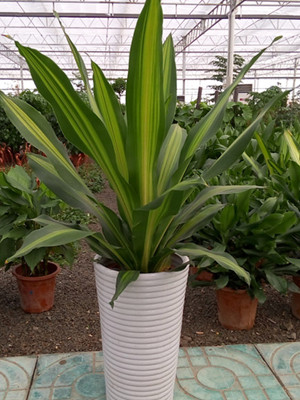金心也門鐵0.6-寧波綠植出租