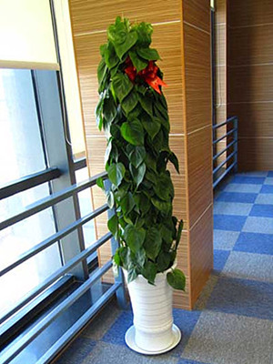 杏葉藤1.7-寧波綠植租賃