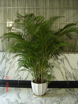 散尾葵1.7-寧波綠植租賃