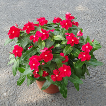長春花-寧波綠植租賃