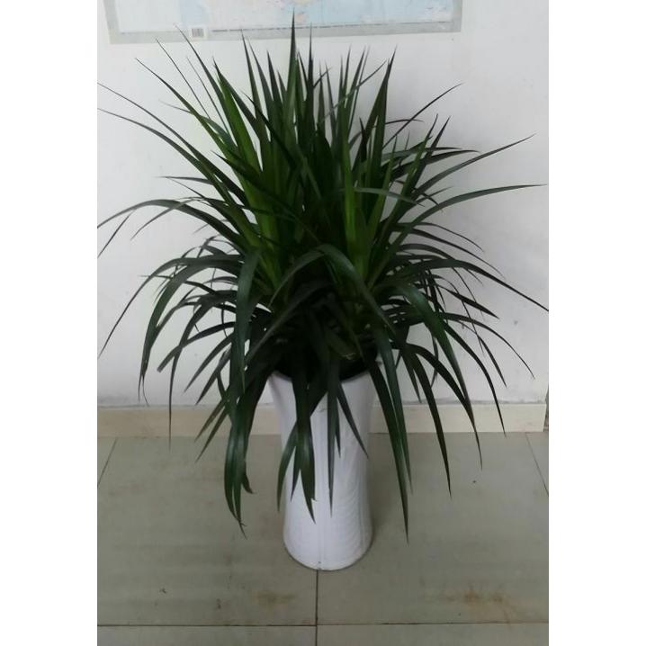多枝龍須鐵0.6-寧波綠植出租