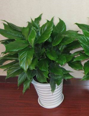 萬年青0.5-寧波綠植出租