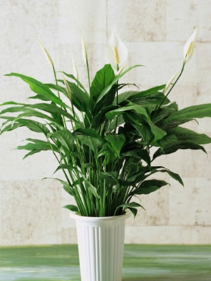 大白掌0.4-寧波綠植出租