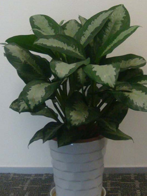 雅麗皇后0.5-寧波綠植出租