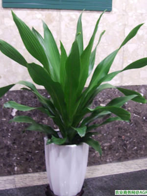 青葉也門鐵0.6-寧波綠植出租