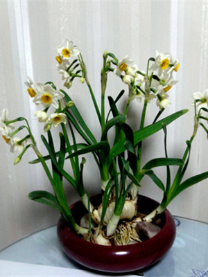 水仙花0.3-寧波花卉出租