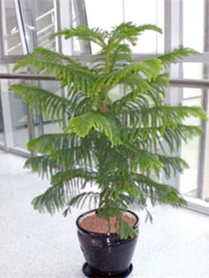 南洋杉1.3-寧波綠植租賃