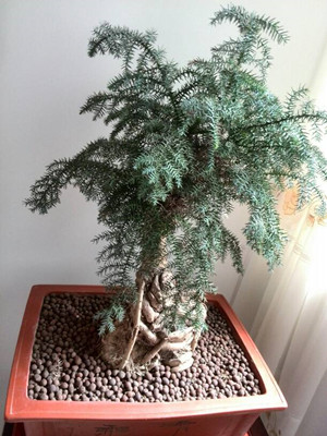 澳洲杉0.4-寧波綠植租賃