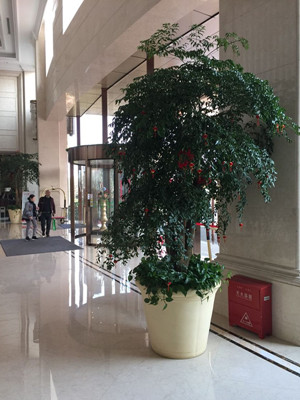 多枝幸福樹(shù)2.2-寧波綠植租賃