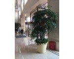 多枝幸福樹(shù)2.2-寧波綠植租賃