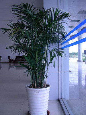 夏威夷竹1.7-寧波綠植租賃