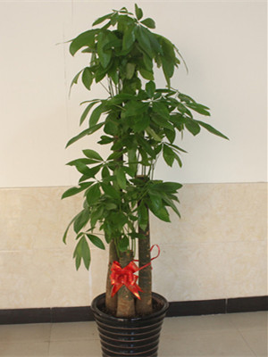 步步高發(fā)財樹1.8-寧波綠植租賃