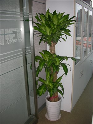 巴西木1.7-寧波綠植租賃