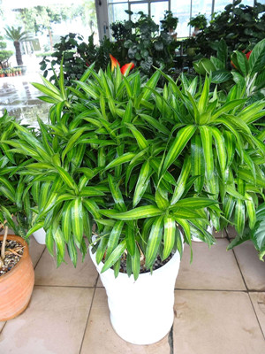 百合竹1.5-寧波綠植租賃