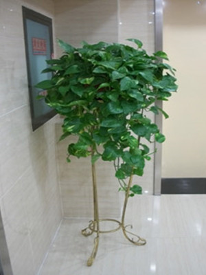 吊綠蘿1.3-寧波綠植租賃