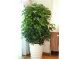 鴨腳木1.6-寧波綠植租賃