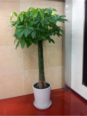 三竿發(fā)財樹1.8-寧波綠植租賃