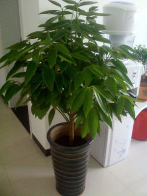 平安樹(shù)1.6-寧波綠植租賃