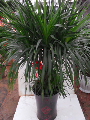 大龍須鐵1.5-寧波綠植租賃